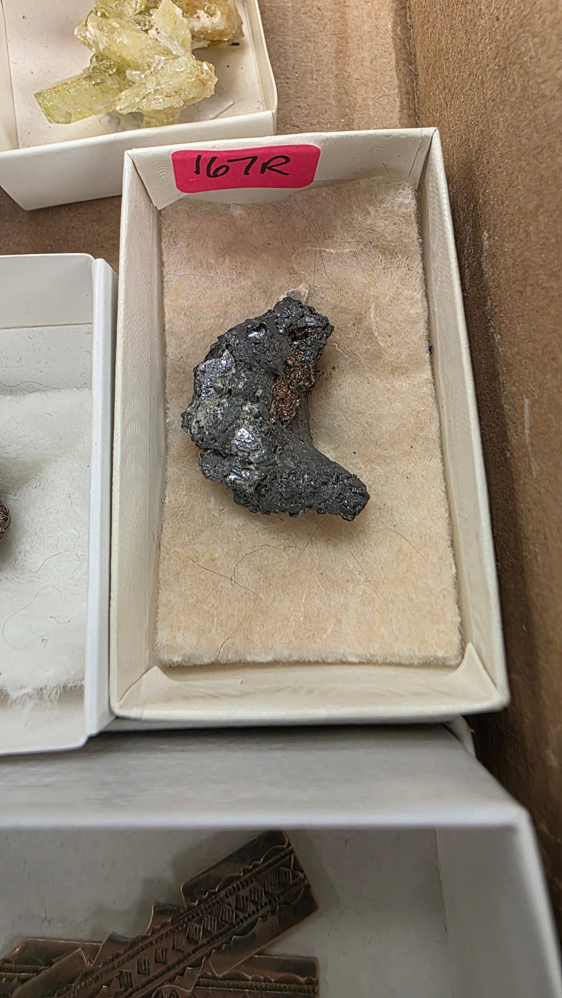 @cretaceous artifacts Rocky June 17