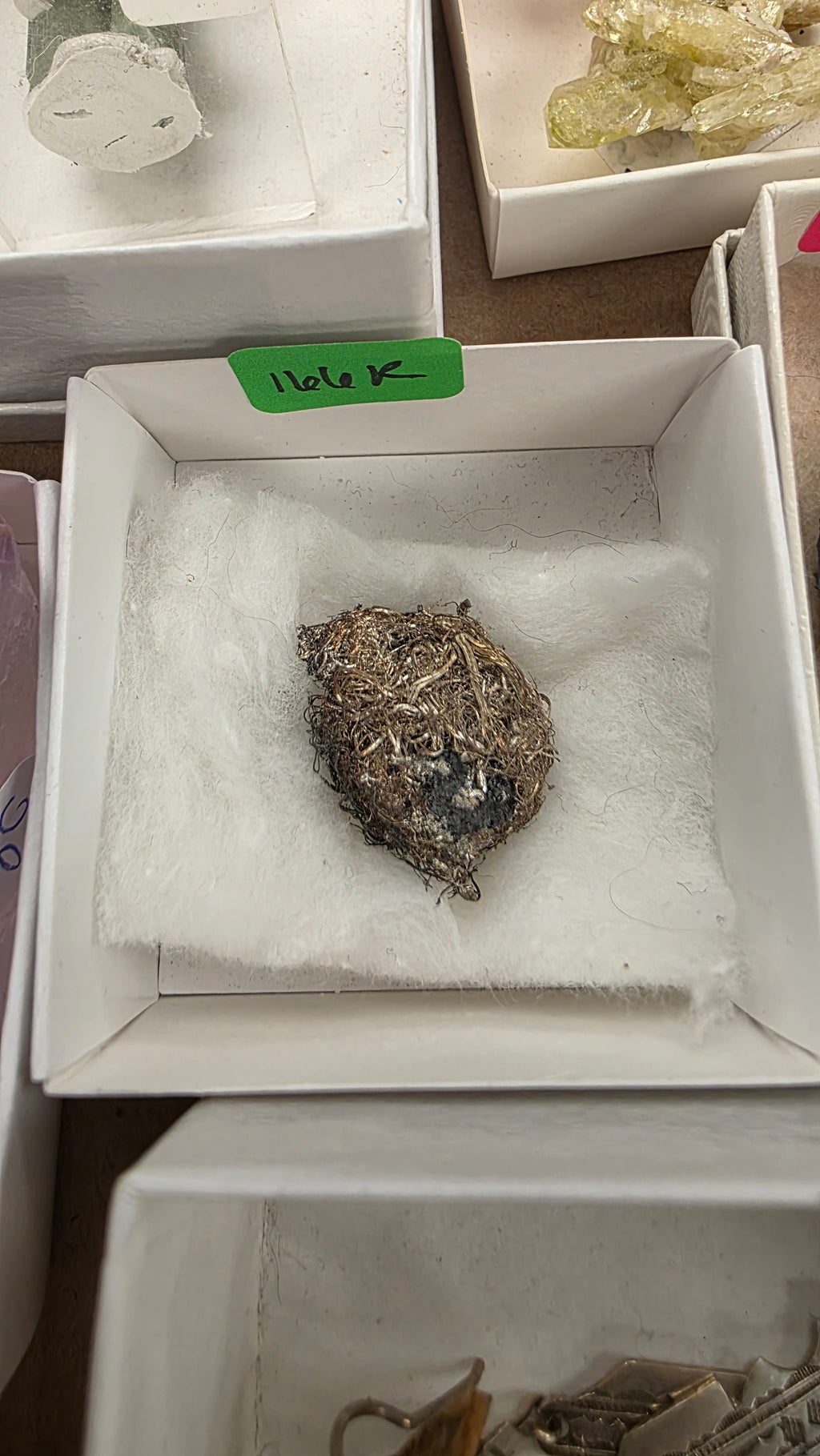 @cretaceous artifacts Rocky June 17